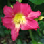 Hemerocallis Romantic Returns